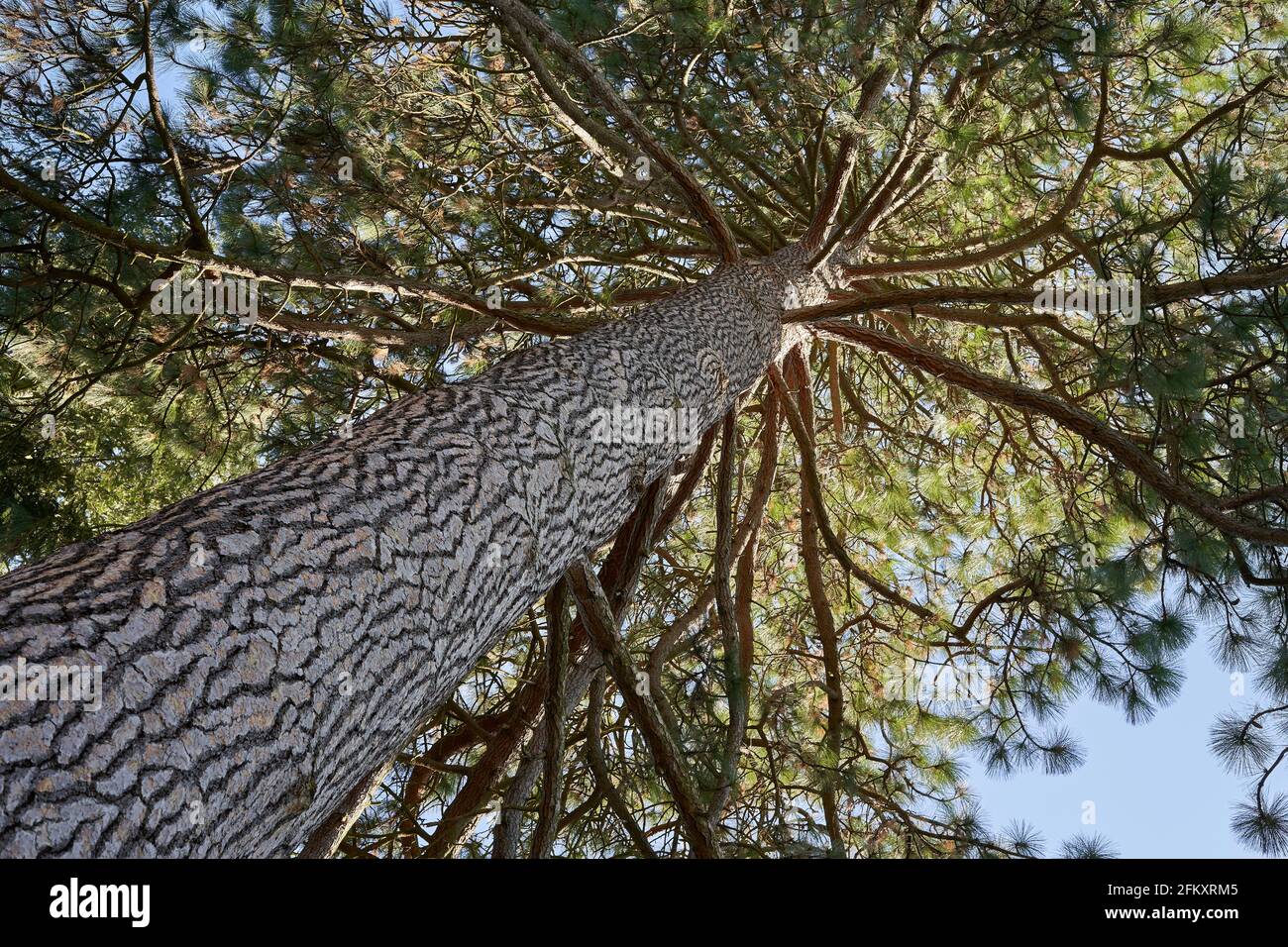 Monumentale Kiefer (pinus ponderosa) von unten. Großer Stamm mit braunen Ästen und vielen grünen Zweigen. Ansicht von oben. Stockfoto