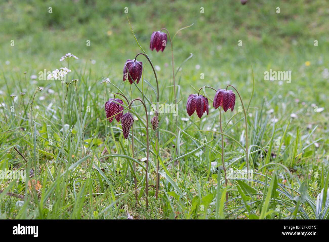 Schachblume, Fritillaria meleagris, nakes Haupt Stockfoto