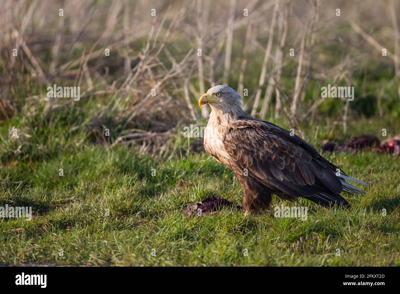 Seeadler, Haliaeetus albicilla, Seeadler Stockfoto