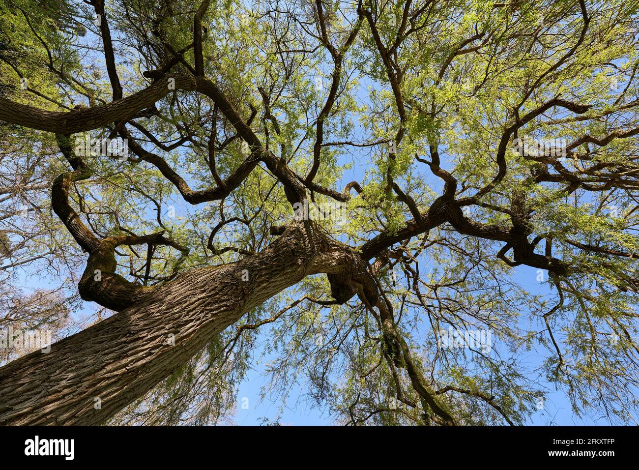 Baum Trauerweide (Salix chrysocoma, goldene Trauerweide) Blühende Pflanze im Frühjahr mit braunem Stiel und grünen Blättern. Schräge Ansicht von unten. Europ Stockfoto