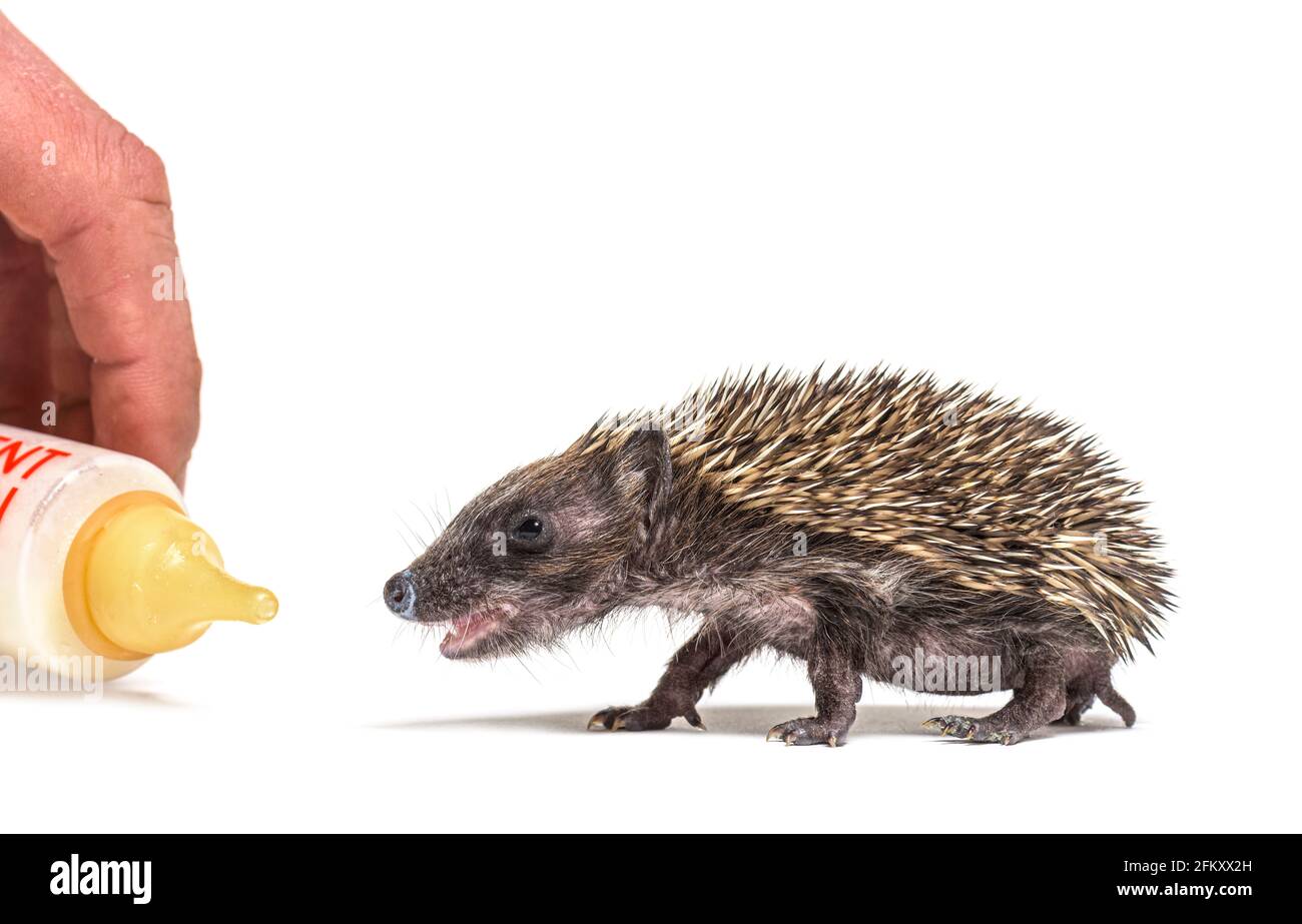 Helfende Hand, die eine Flasche trägt, um ein europäisches Baby zu ernähren Igel Stockfoto