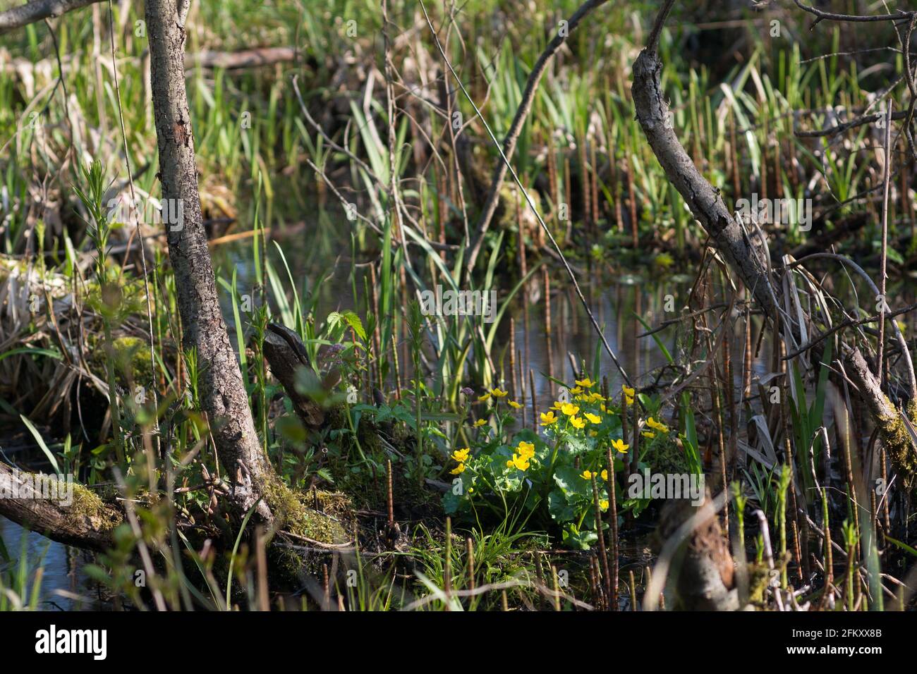 Caltha palustris, Sumpfmarmeltier gelbe Blüten in sumpfigem Wald selektiver Fokus Stockfoto