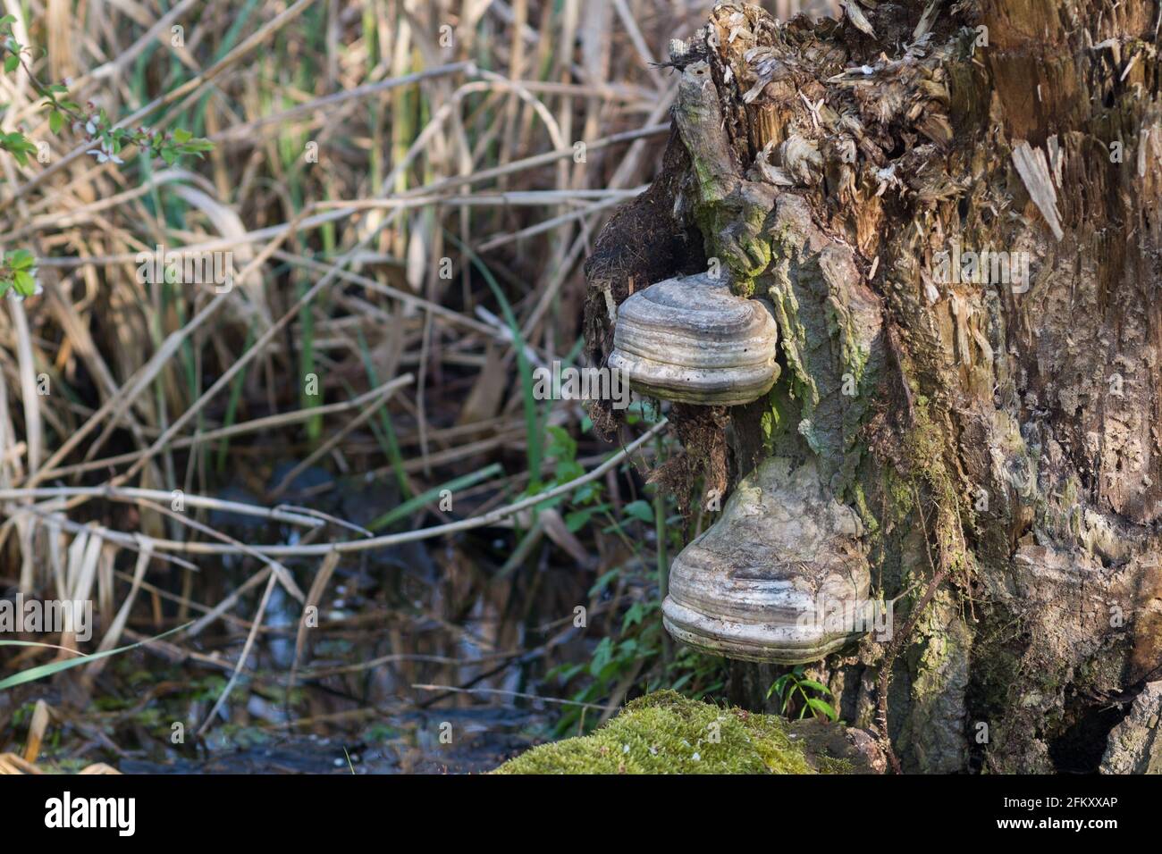 Fomes fomentarius Zunder Pilz auf gefallenen Baum in sumpfigen Wald Stockfoto