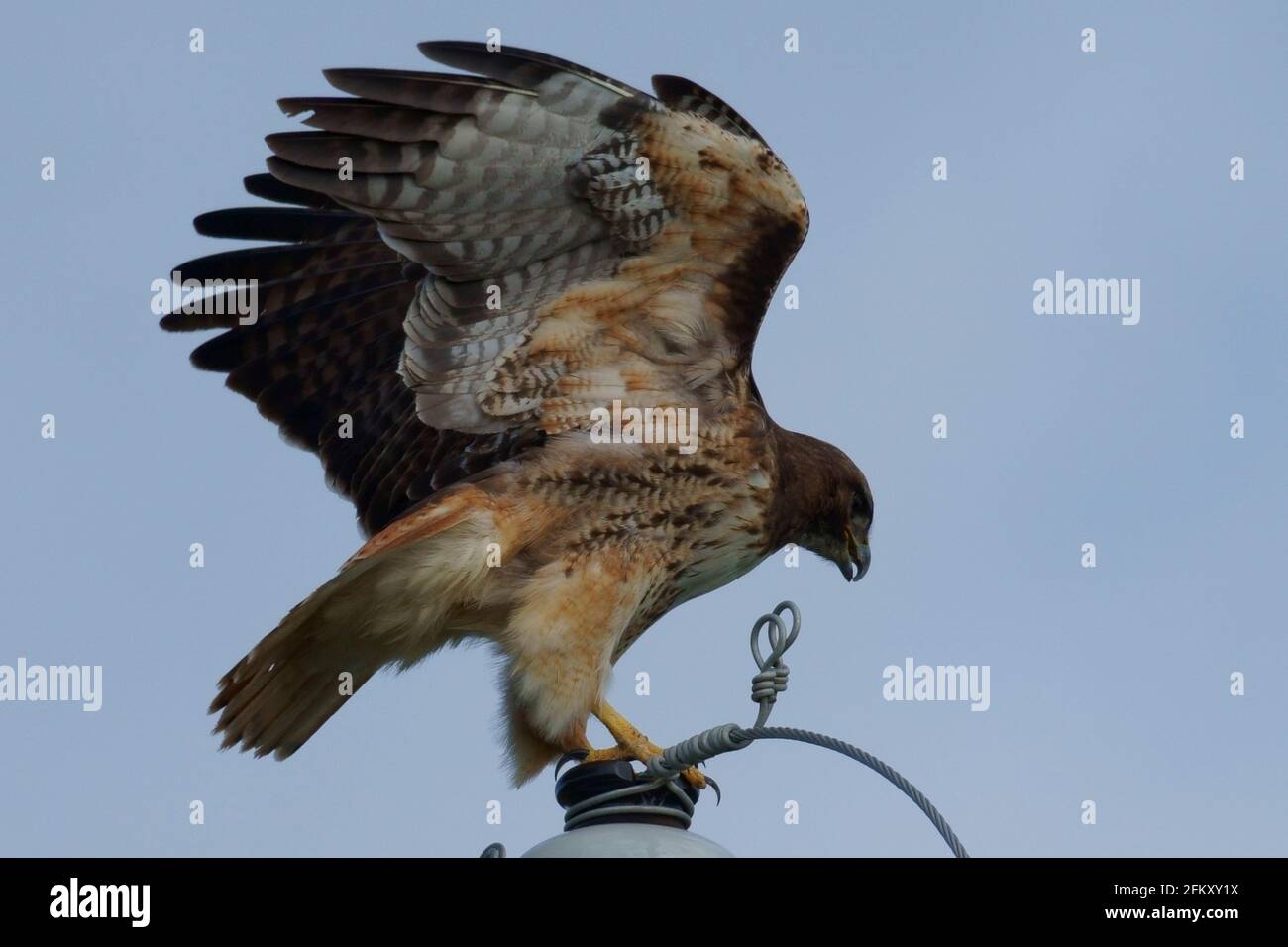Rotschwanzfalke, die in die Flucht geht. Stockfoto
