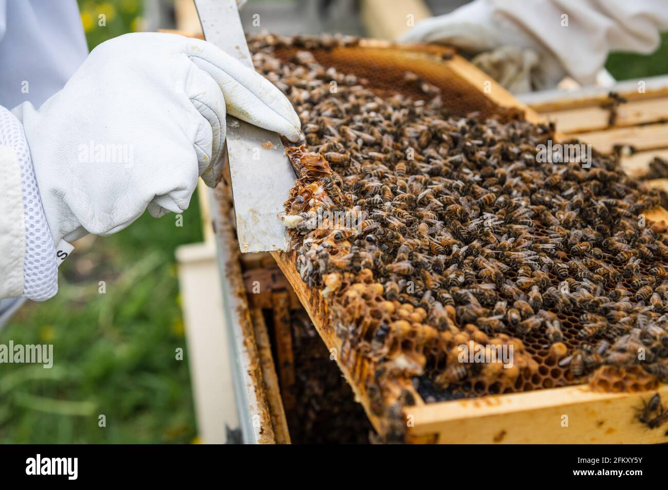 Reinigung der Kante des Brutrahmens in Honey Bee Hive Stockfoto