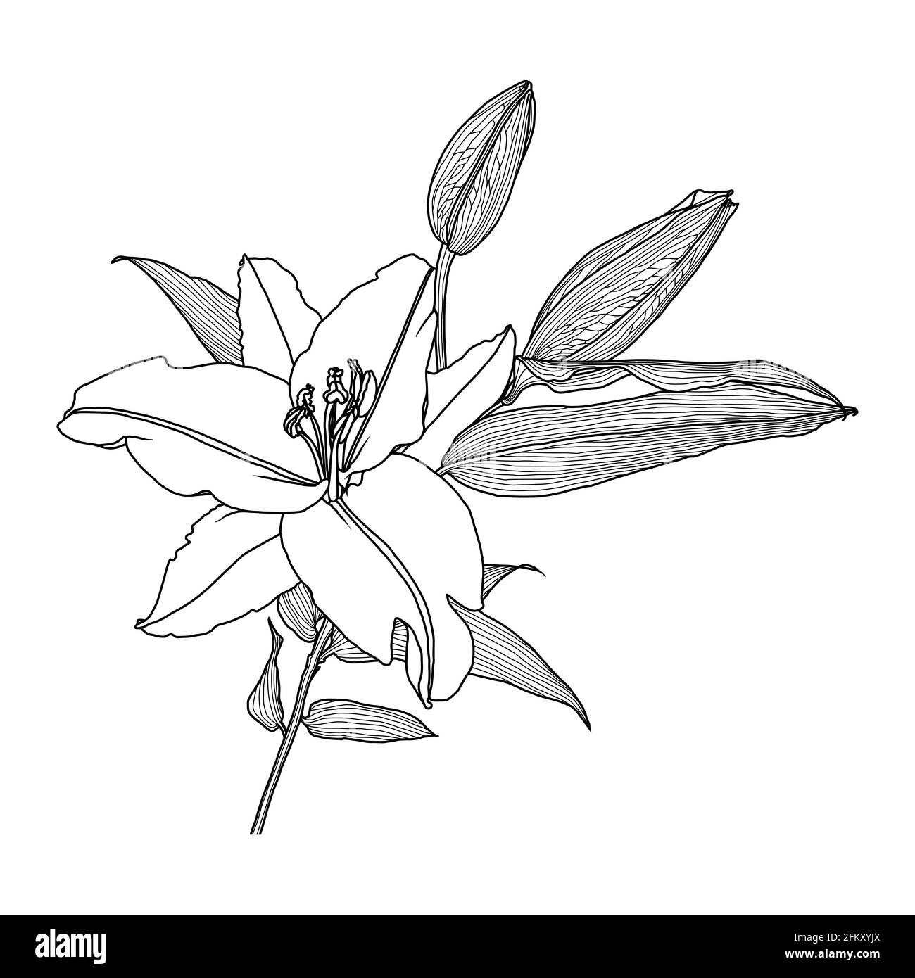 Realistische lineare Zeichnung von Lilienblume mit Blättern und Knospen, schwarze Grafiken auf weißem Hintergrund, moderne digitale Kunst. Element für Design. Stock Vektor