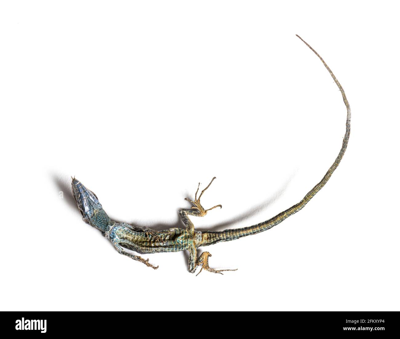 Tote Gemeine Mauereidechse im Zersetzungszustand Stockfoto