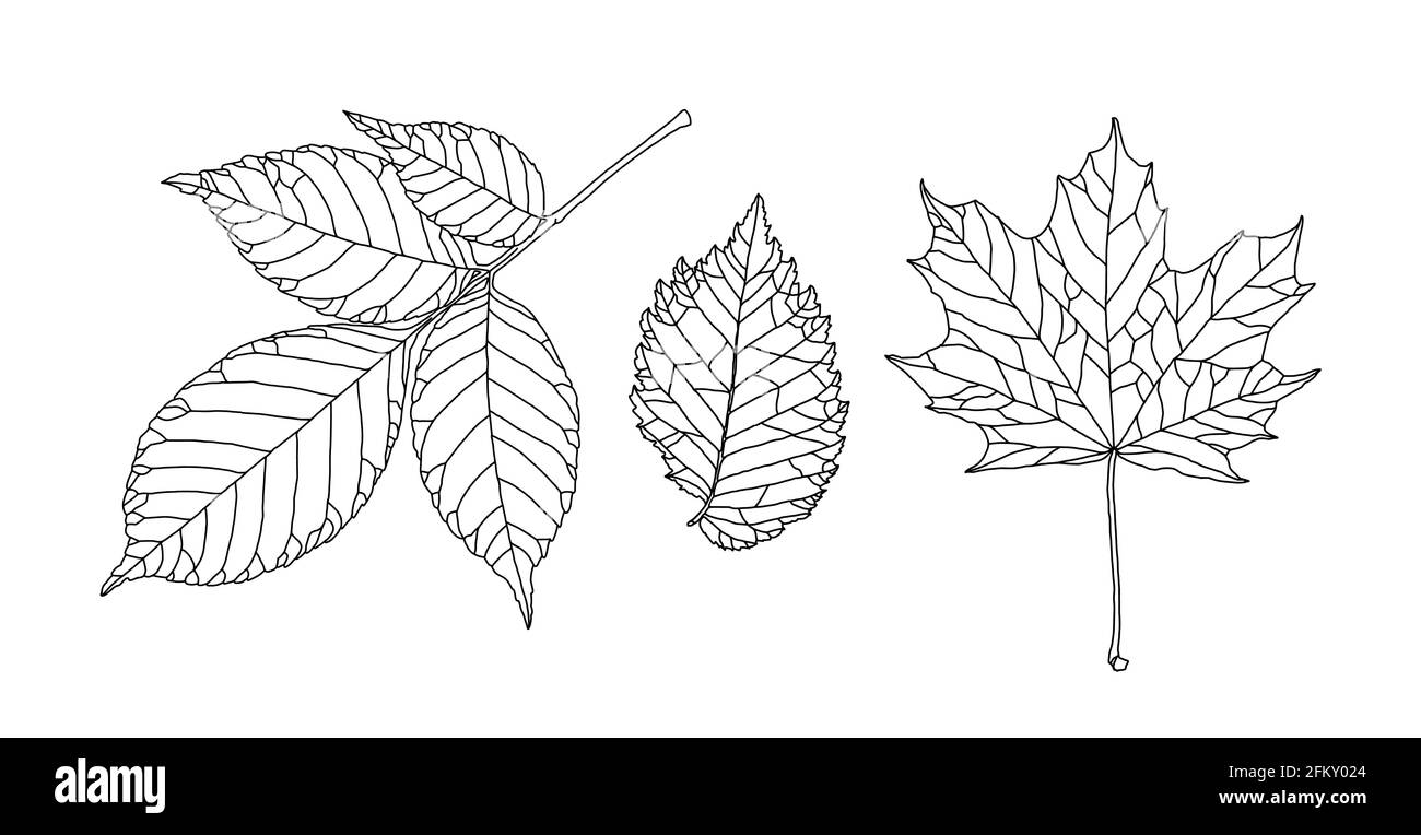 Satz von Blättern verschiedener Bäume. Esche, Ahorn, Ulmenblätter in einer geäderten Liniengrafik auf weißem Hintergrund. Vektorgrafik. Designelemente für Colo Stock Vektor