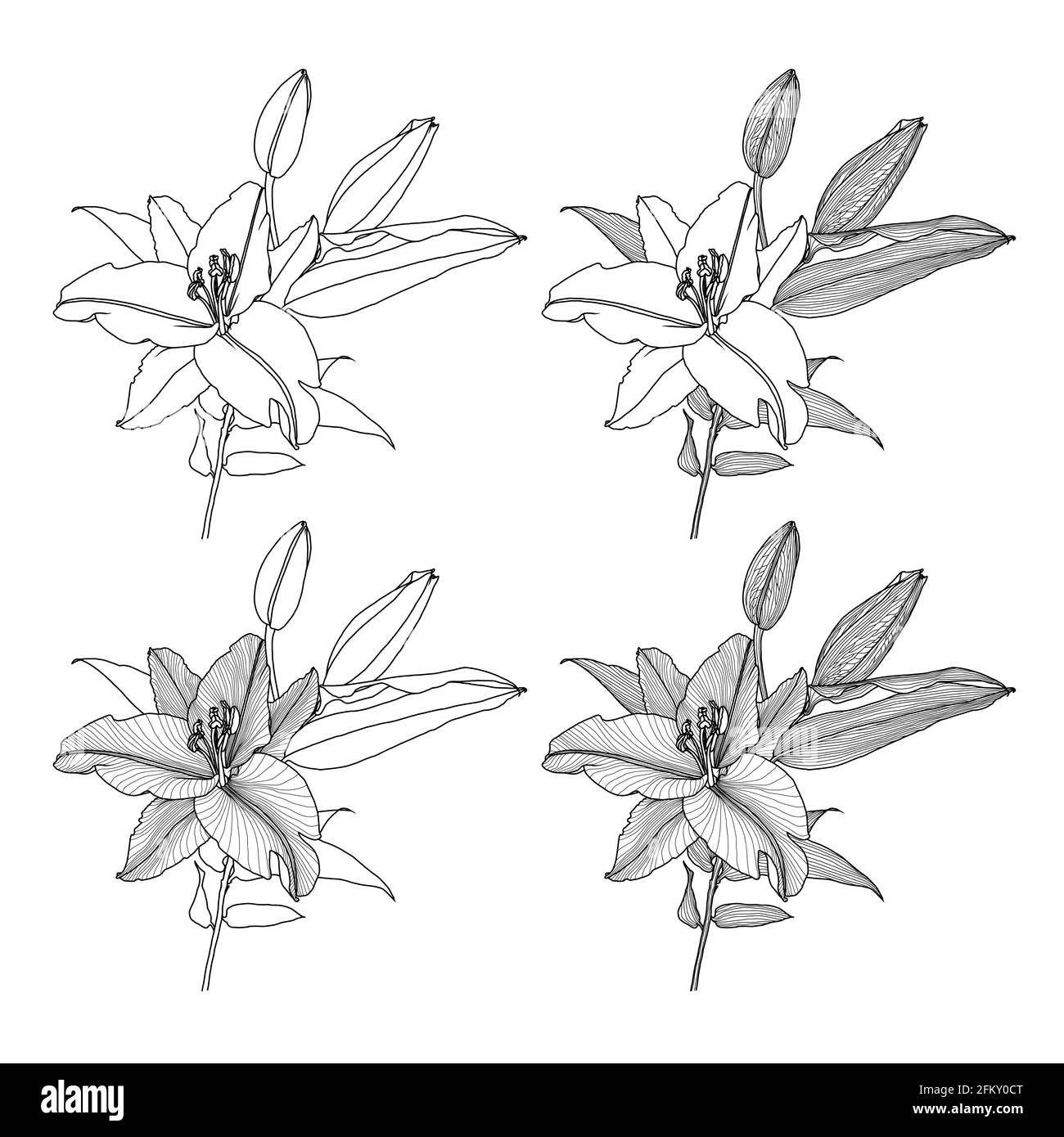 Realistische Linienzeichnungen einer Lilie mit Blättern und Knospen, schwarze Grafiken auf weißem Hintergrund, moderne Digital Art. Vier Lilienblüten mit verschiedenen lin Stock Vektor