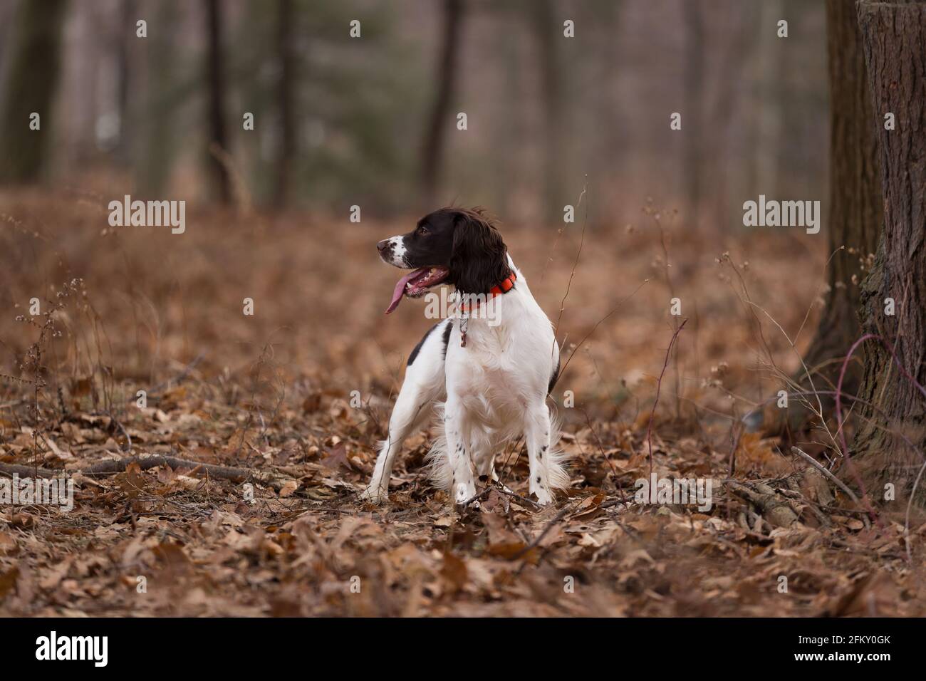 Englisch Springer Spaniel Hund steht im Wald Stockfoto