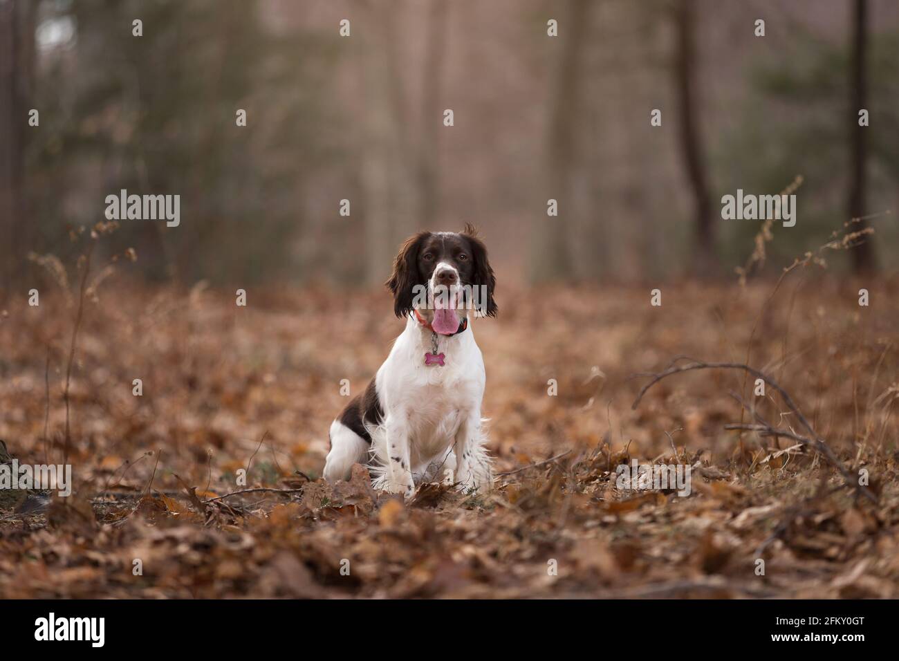 English Springer Spaniel Dog sitzt im Wald Stockfoto