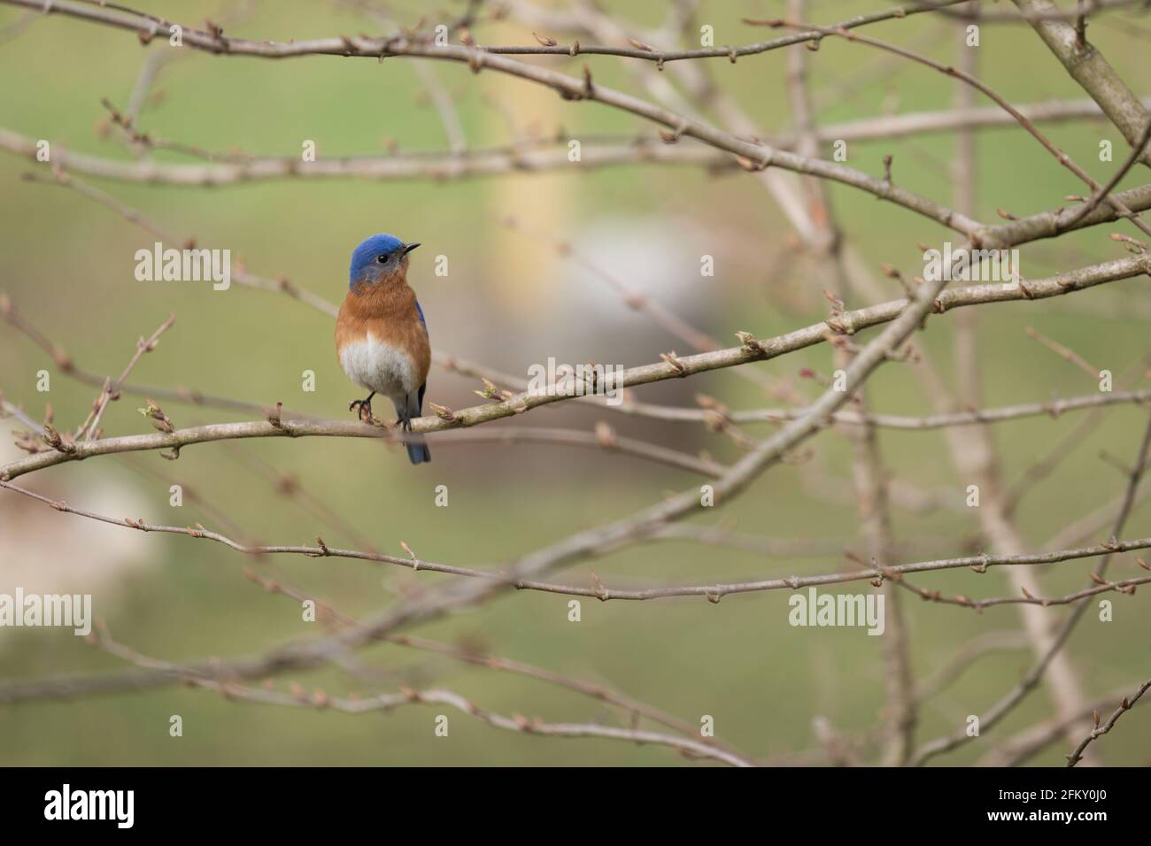 Männlicher Bluebird, der im Frühling auf einem Schneeballviburnum-Zweig thront Stockfoto