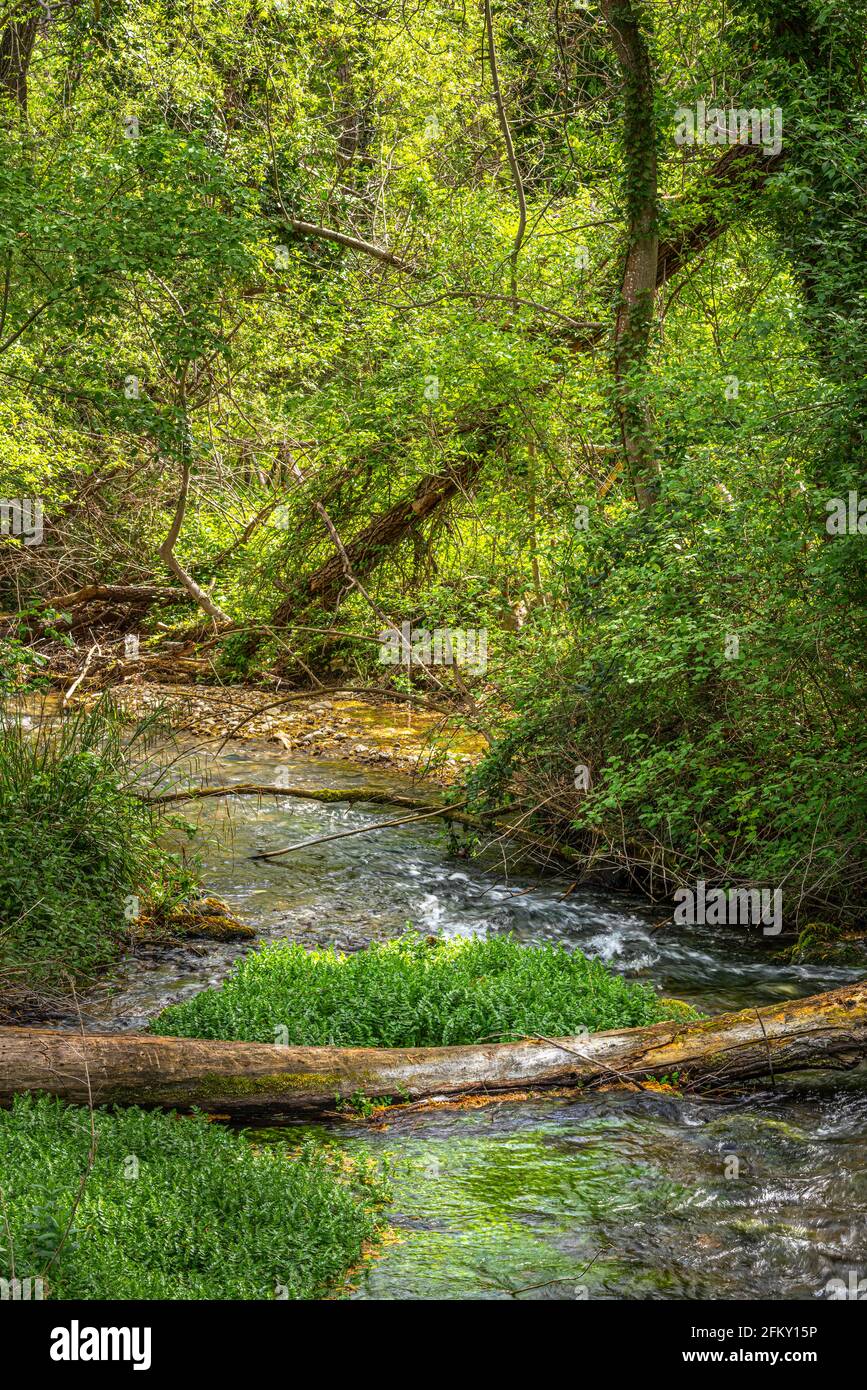 Ein kleiner Fluss fließt durch die Bäume mit einem gefallenen Stamm im Vordergrund. Quellen von Cavuto, Abruzzen, Italien, Europa Stockfoto