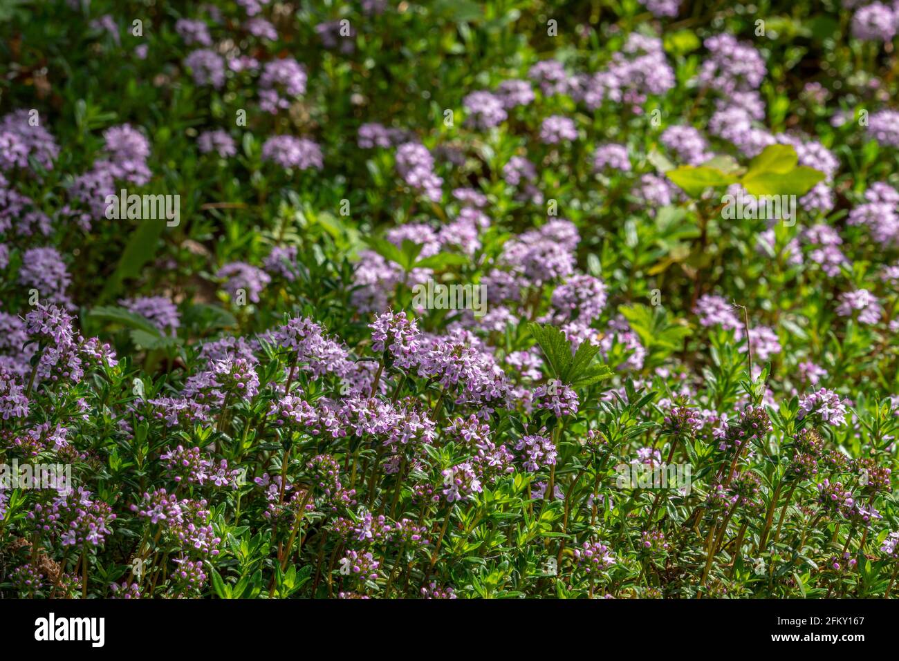 Blühender Strauch des wilden Thymians, Thymus serpyllum, eine der am weitesten verbreiteten Thymianarten, die für kulinarische und medizinische Zwecke verwendet wird.Abruzzen. Italien Stockfoto