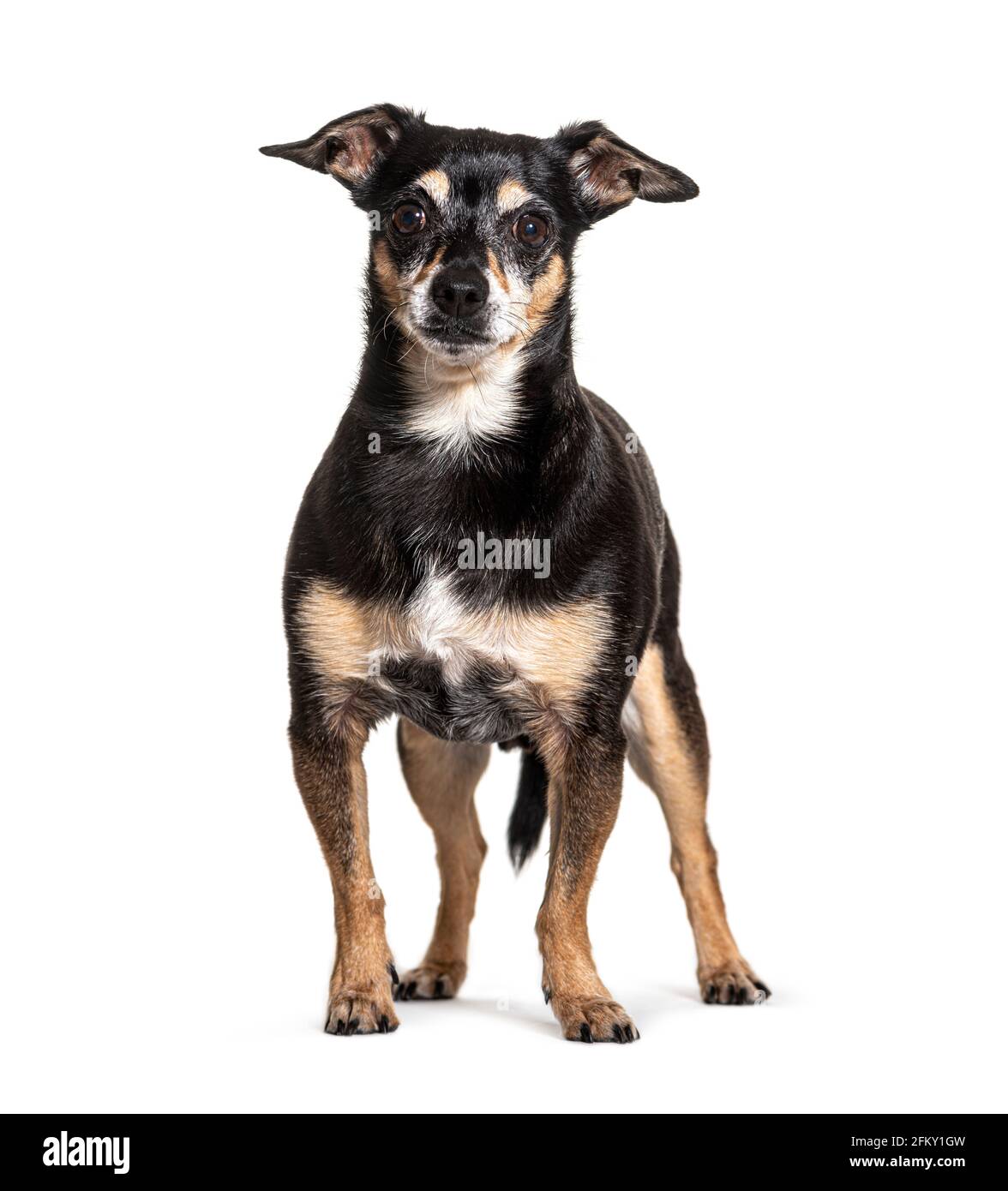 Alter schwarzer und brauner Pinscher Hund, isoliert Stockfoto
