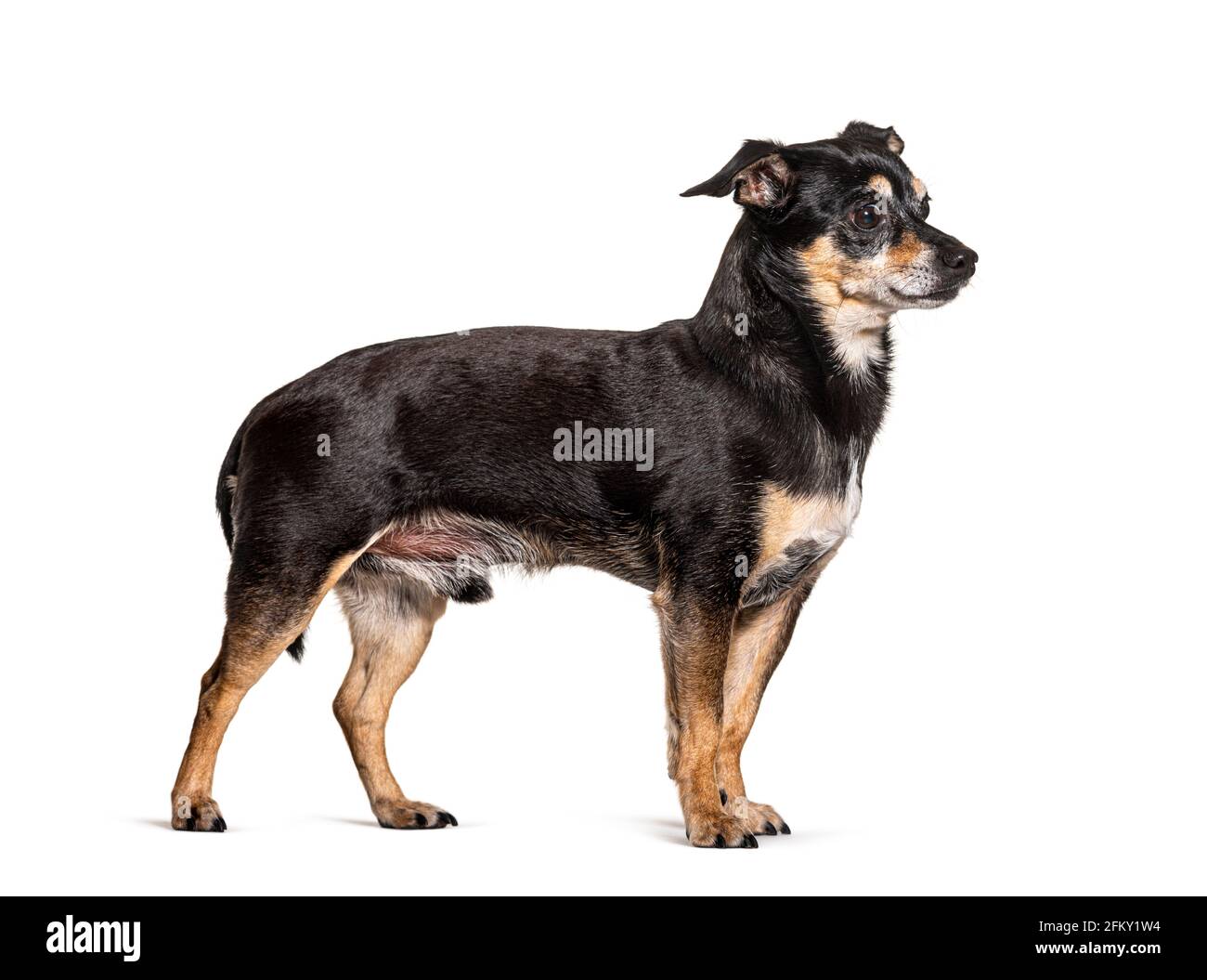 Alter schwarzer und brauner Pinscher Hund, isoliert Stockfoto