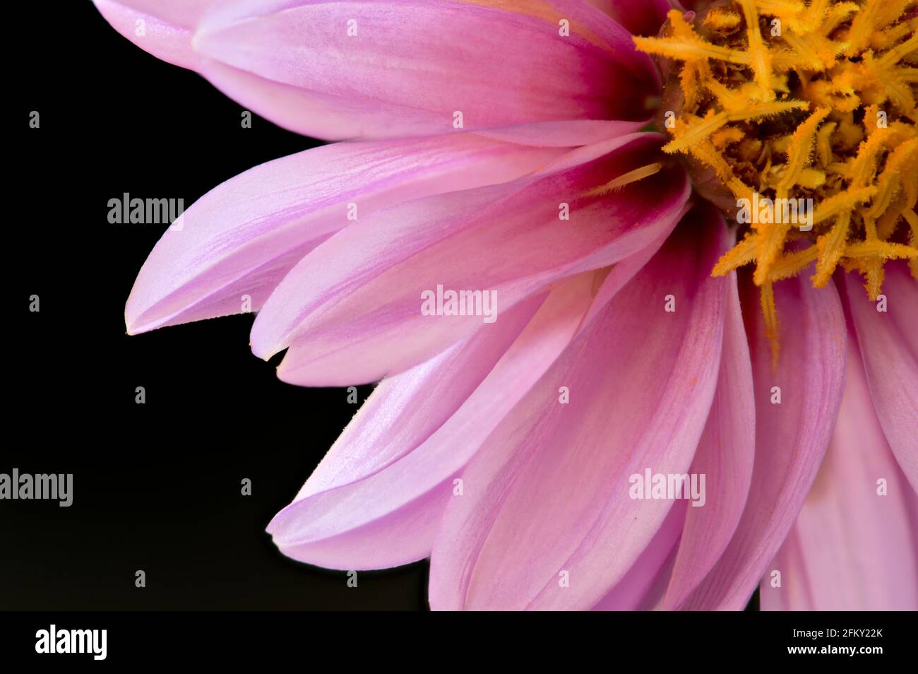 Nahaufnahme einer einzigen rosa Dahlighful 'Lively Lavender' Dahlia Blume mit gelben Staubgefäßen umgeben von rosa Blütenblättern mit Fokus-Stapeln. Stockfoto
