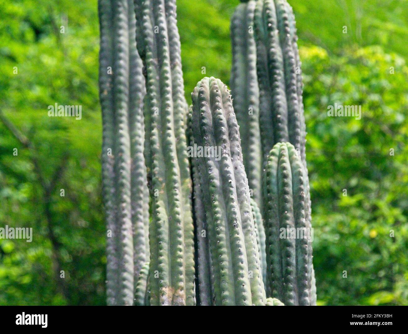 kirschlorbeer fertighecke kaufen Portugiesischer Kirschlorbeer – Prunus lusitanica 'Angustifolia' (Heck –  Blupf by Kitzinger main image 1