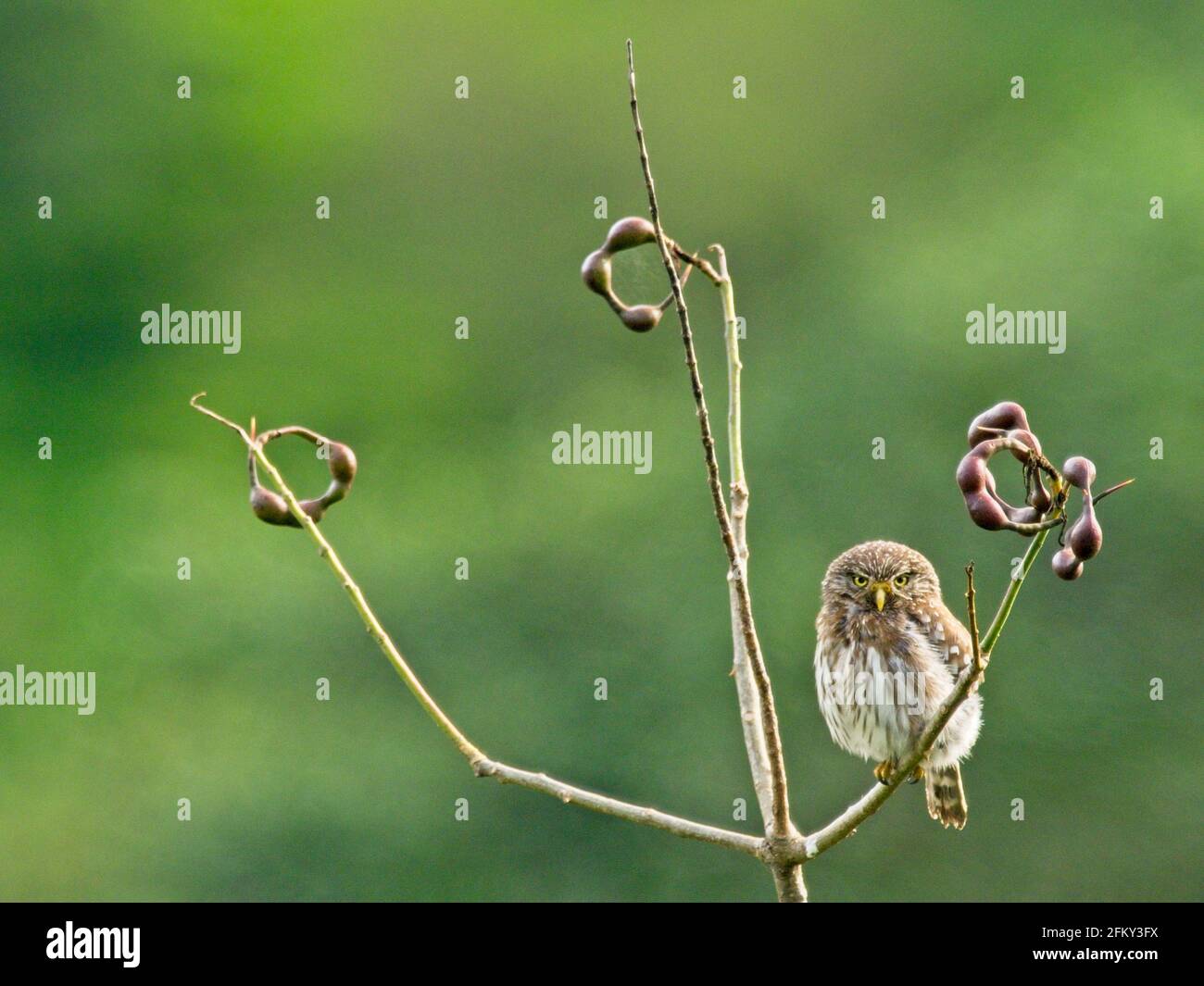 Nahaufnahme der Andenkauz (Glaucidium jardinii), die im Baum Vilcabamba, Ecuador, sitzt. Stockfoto