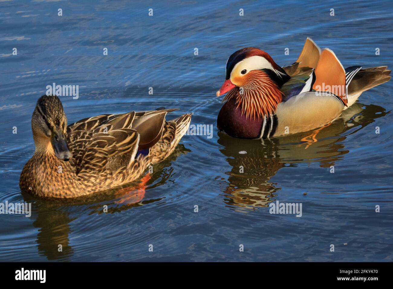 Haltern, NRW, Deutschland. Mai 2021. Herr und Frau Quack. Eine männliche Mandarinente (Aix galericulata) und Stockardhuhn (Anas platyrhynchos) kümmern sich geduldig um 12 Entchen. Sie wurden mehrere Tage lang bei der Suche nach einer lebendigen Brut von 12 Entchen beobachtet, aber es ist unklar, ob die Mandarine die Entlein gezeugt oder die Brut adoptiert hat. I Credit: Imageplotter/Alamy Live News Stockfoto