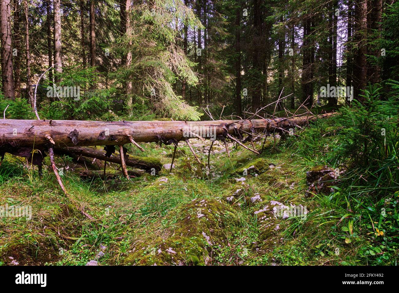 Bergpfad durch eine gefallene Fichte blockiert; Fußweg in der Wildnis des Apuseni Natural Park Stockfoto
