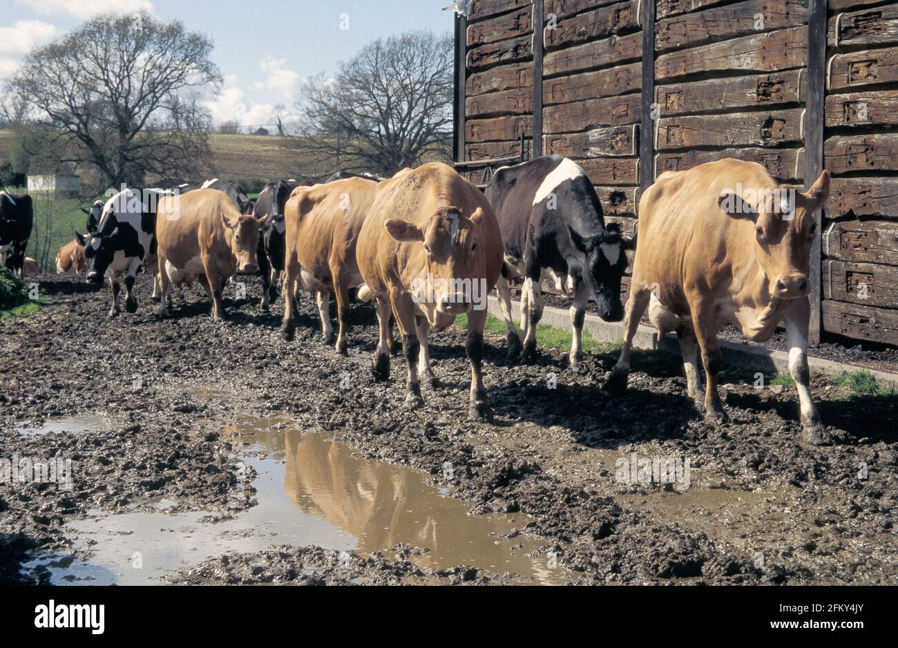 Rinder werden in den Melkstand getrieben, Großbritannien Stockfoto