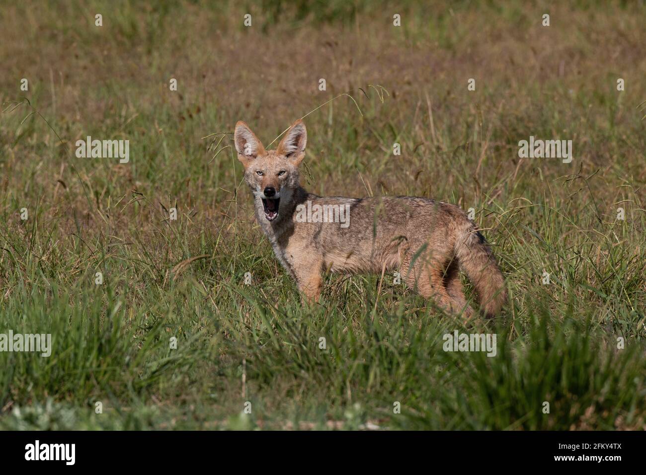 Coyote zeigt seine Zähne, Canis latrans, Grasland, fellhaltiges Säugetier, nützliches Raubtier, San Joaquin Valley, Stanislaus County, Kalifornien Stockfoto