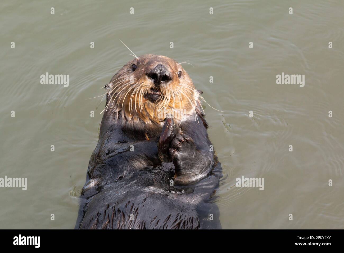 Sea Otter, Enhydras lutris, Muschel auf der Brust, Moss Landing Hafen, Monterey Bay, Monterey County, Kalifornien Stockfoto