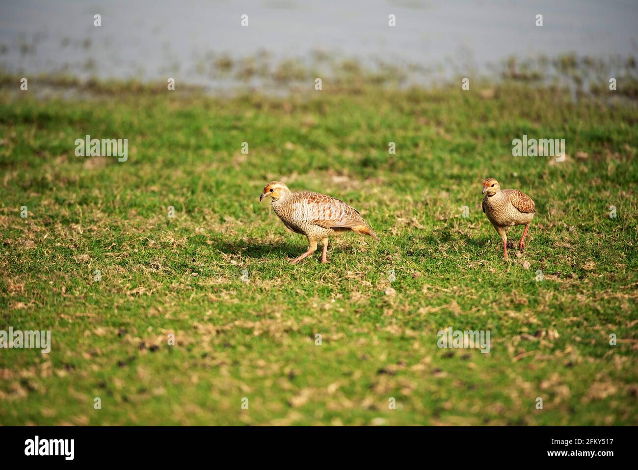 Paar Gray Francolin, Francolinus pondicerianus, Ranthambore National Park, Rajasthan, Indien Stockfoto