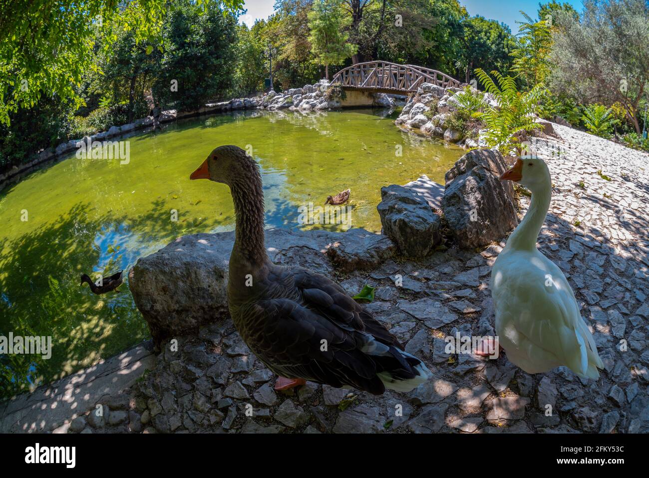 Enten am künstlichen See mit der Holzbrücke im Nationalgarten von Athen - Griechenland. Es ist ein öffentlicher Park in der Nähe des Syntagma Platzes und Zappeion Stockfoto