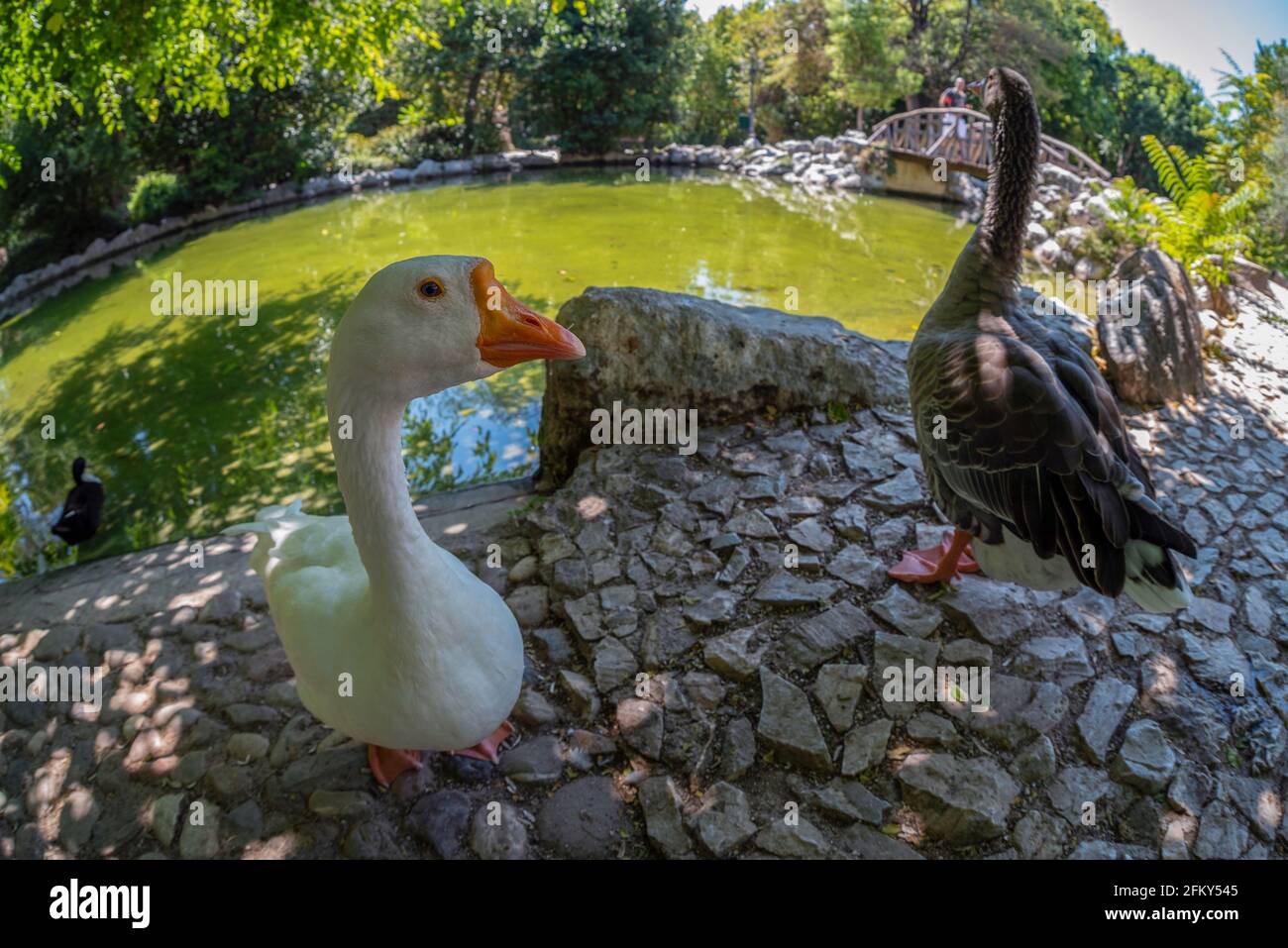 Weiße Ente posiert am kleinen künstlichen See im Nationalgarten von Athen - Griechenland. Es ist ein öffentlicher Park im Zentrum von Athen Stockfoto