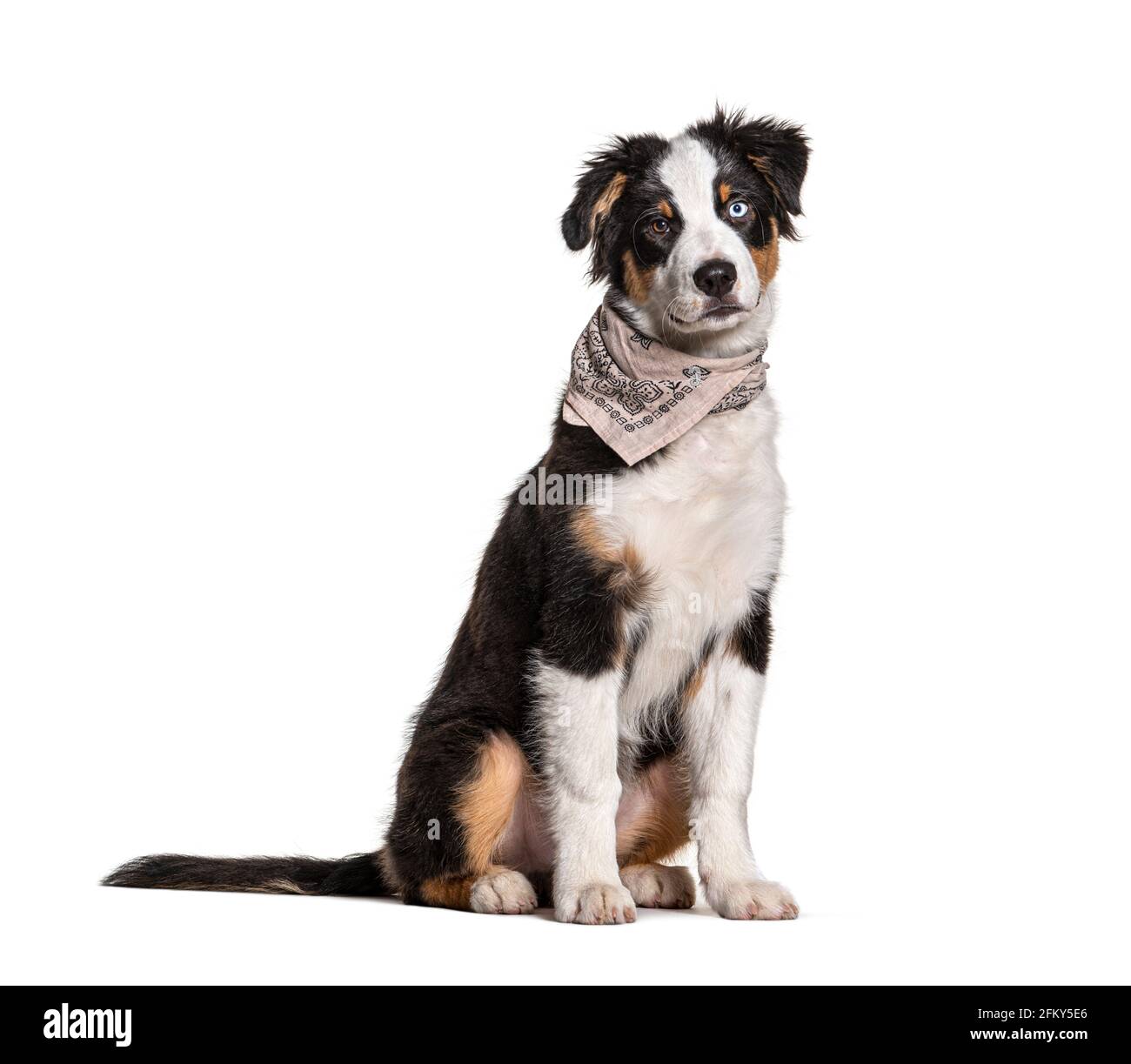 Australische Schäferhund mit ungeraden Augen in einem Schal-Hund Stockfoto