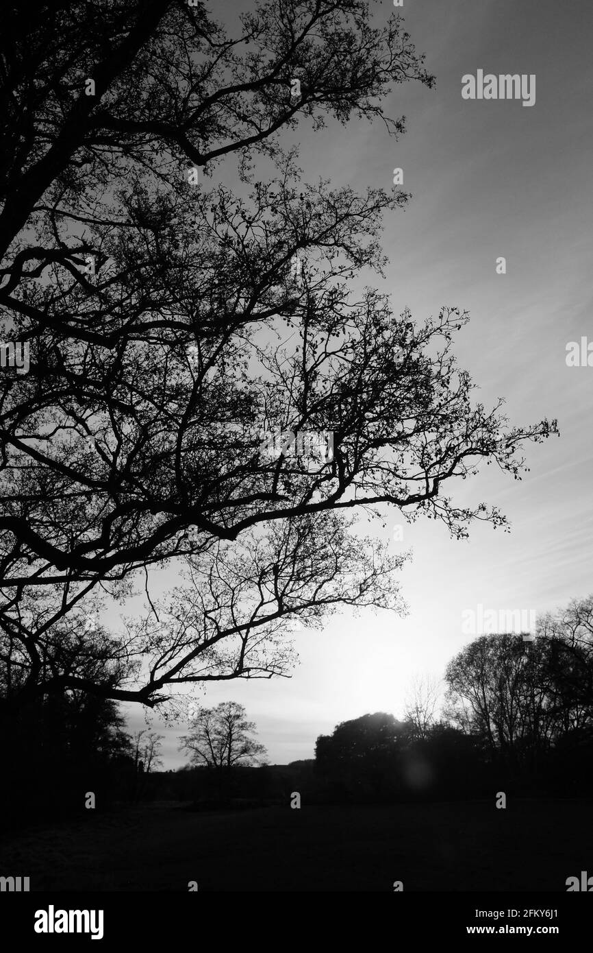 Frühlingsbäume, die gegen die Abendsonne silhoutted wurden, Black and White, April 2021, Redditch, Großbritannien Stockfoto