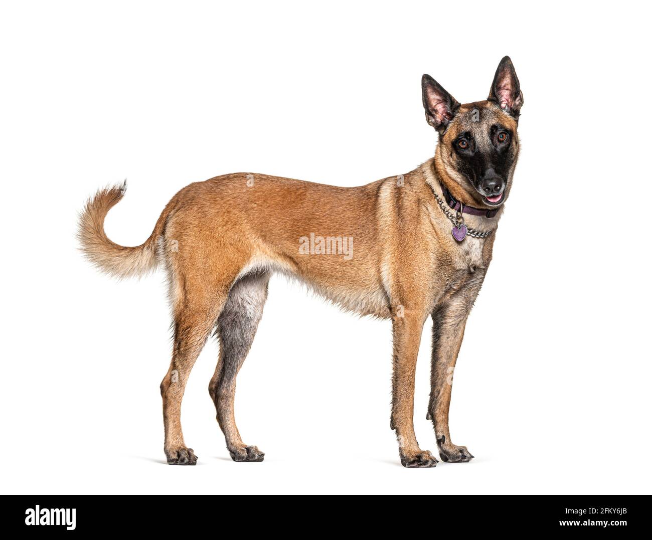 Stehender Malinois Hund isoliert auf Weiß Stockfoto