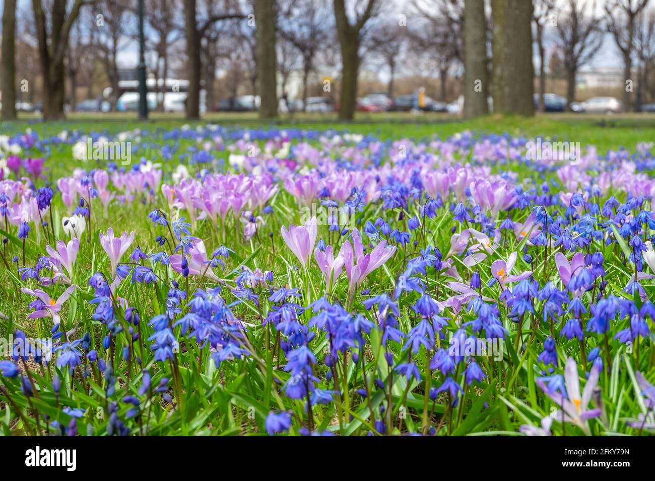 Nahaufnahme der ersten Frühlingsblumen scilla und Krokusse im Frühlingspark. Stockfoto