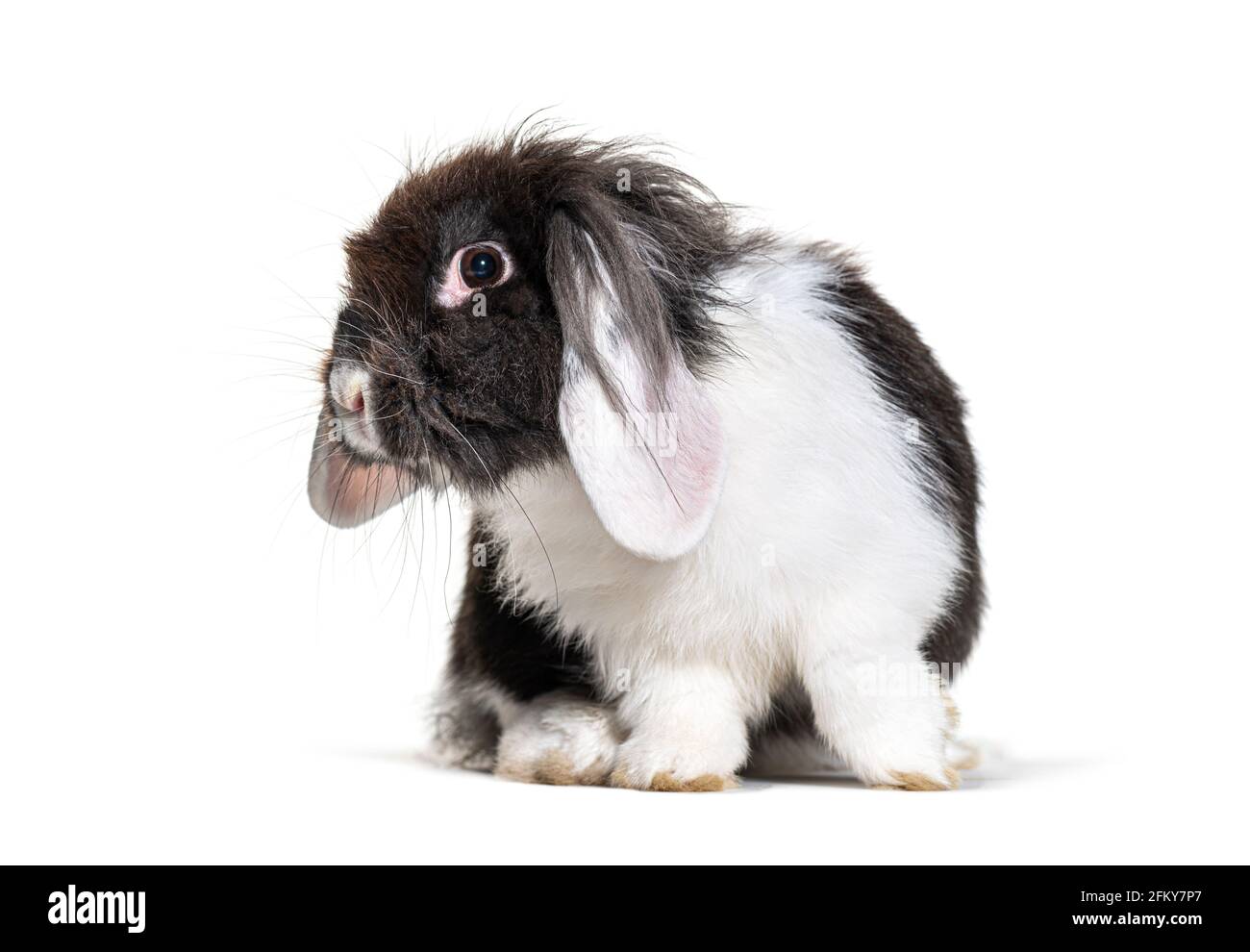 Zottelig Schwarz-Weiß-Lop-Kaninchen, isoliert auf Weiß Stockfoto