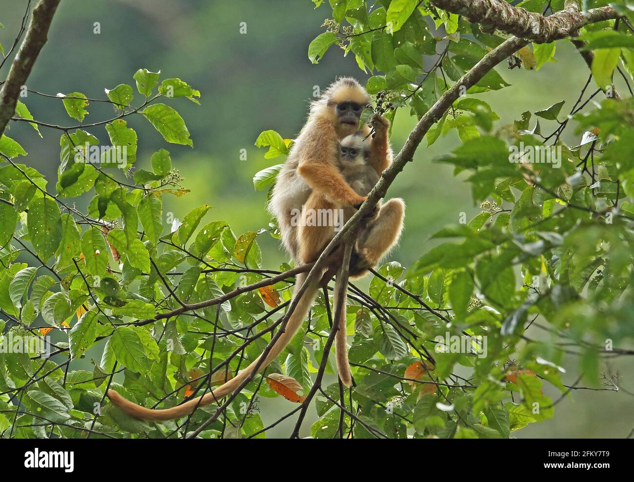 Sumatra Langur (Presbytis melalophos), ein erwachsenes Weibchen mit Baby (von Form fluviatilis), das im Fruchtbaum Kerinci Seblatt NP, Sumatra, Stockfoto