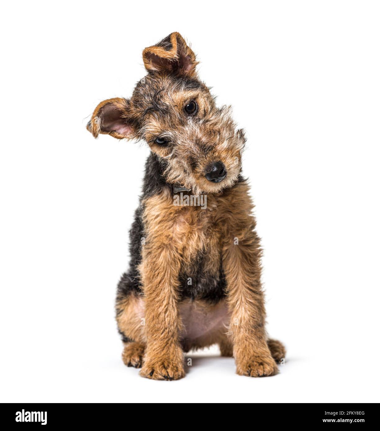 Junger Grizzle und gebräunter Lakeland Terrier-Hund im Sitzen, 3 Monate alt Stockfoto