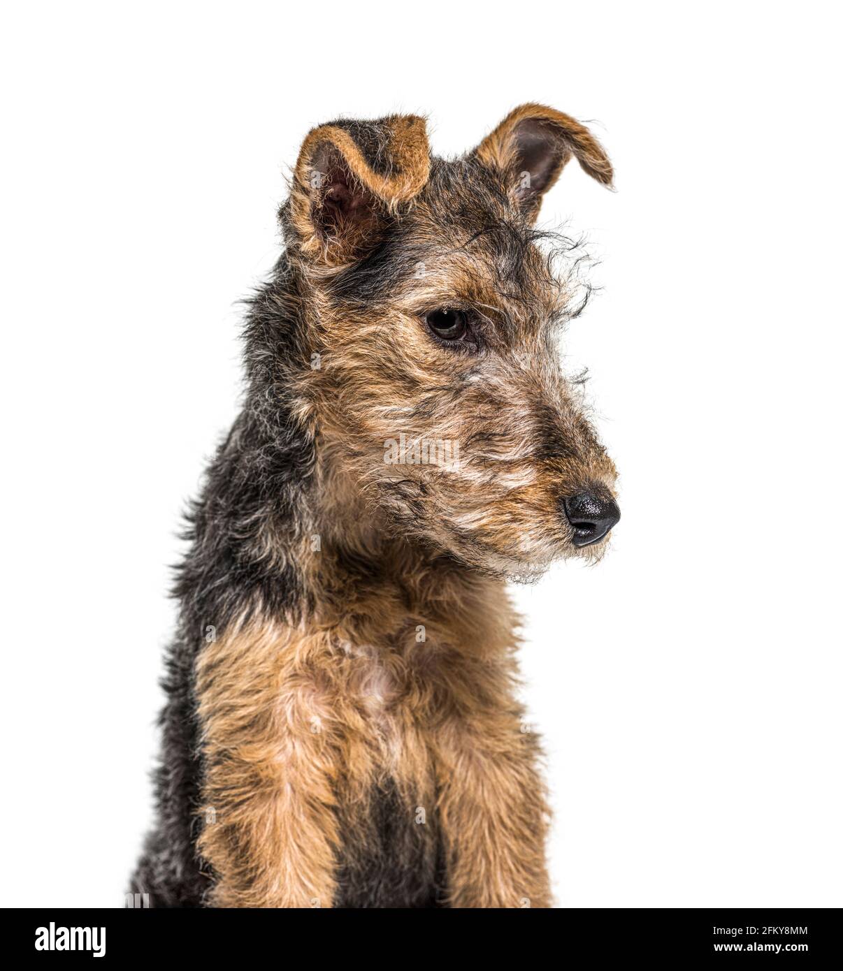 Porträt eines jungen Grizzle und eines braunem Lakeland-Terrier-Hundes, der drei Monate alt sitzt Stockfoto