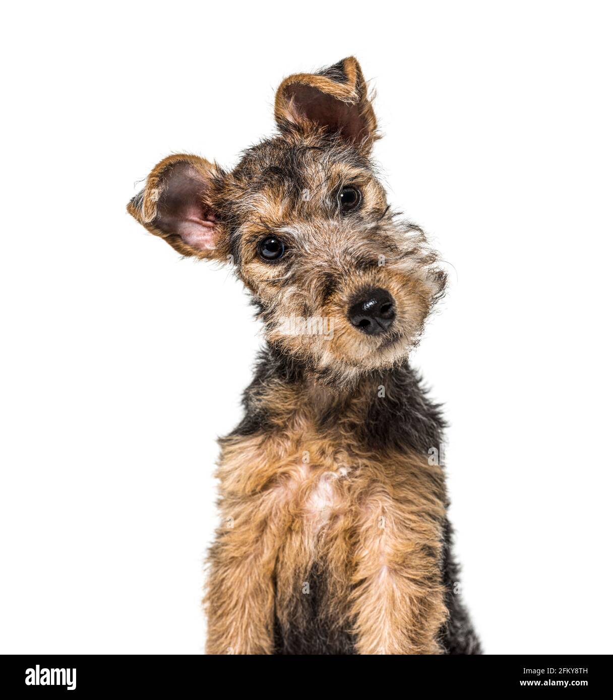 Porträt eines jungen Grizzle und eines braunem Lakeland-Terrier-Hundes, der drei Monate alt sitzt Stockfoto