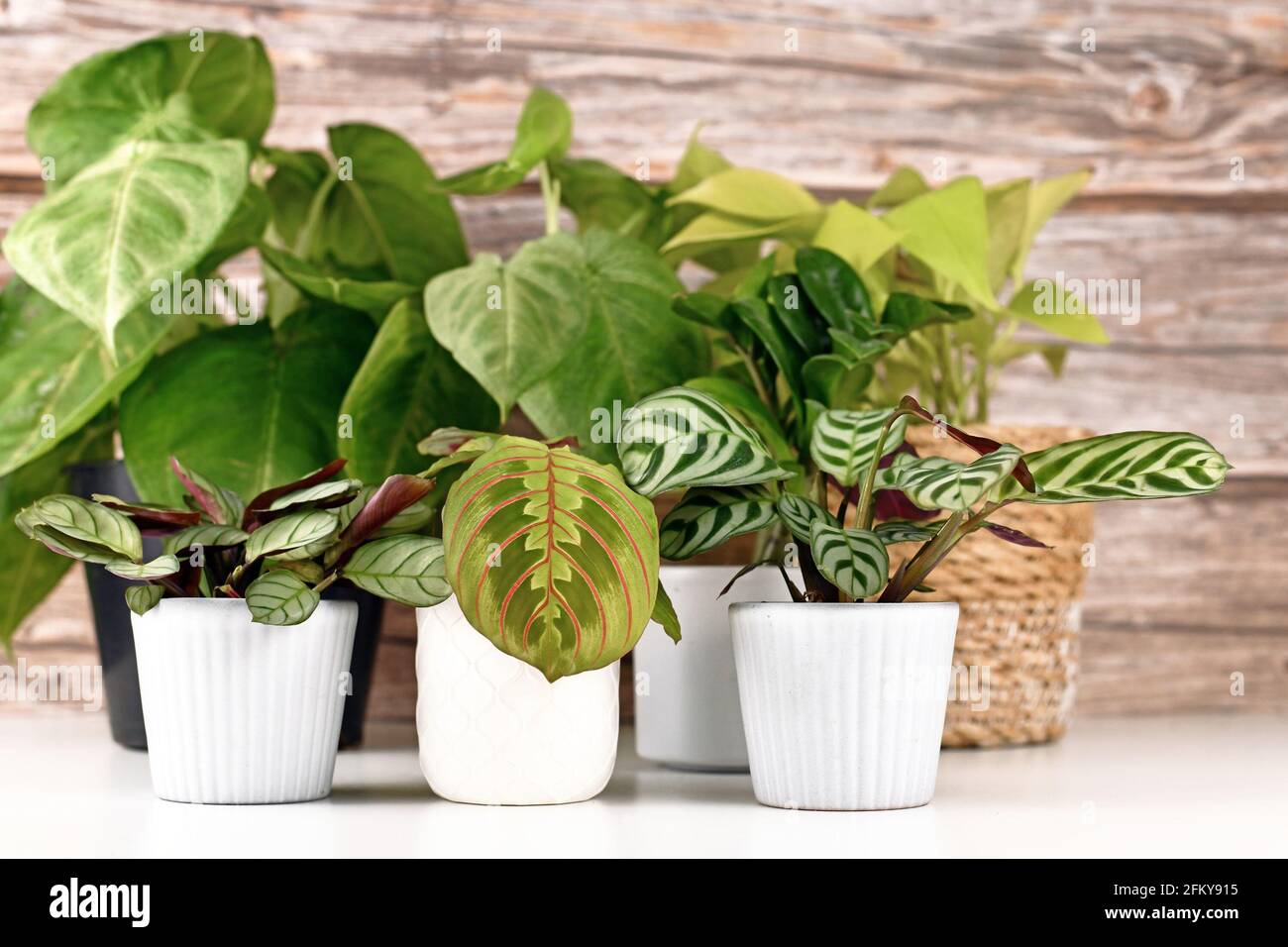 Verschiedene kleine tropische Zimmerpflanzen wie Marantas und Syngonium in Töpfen Auf weißem Tisch Stockfoto