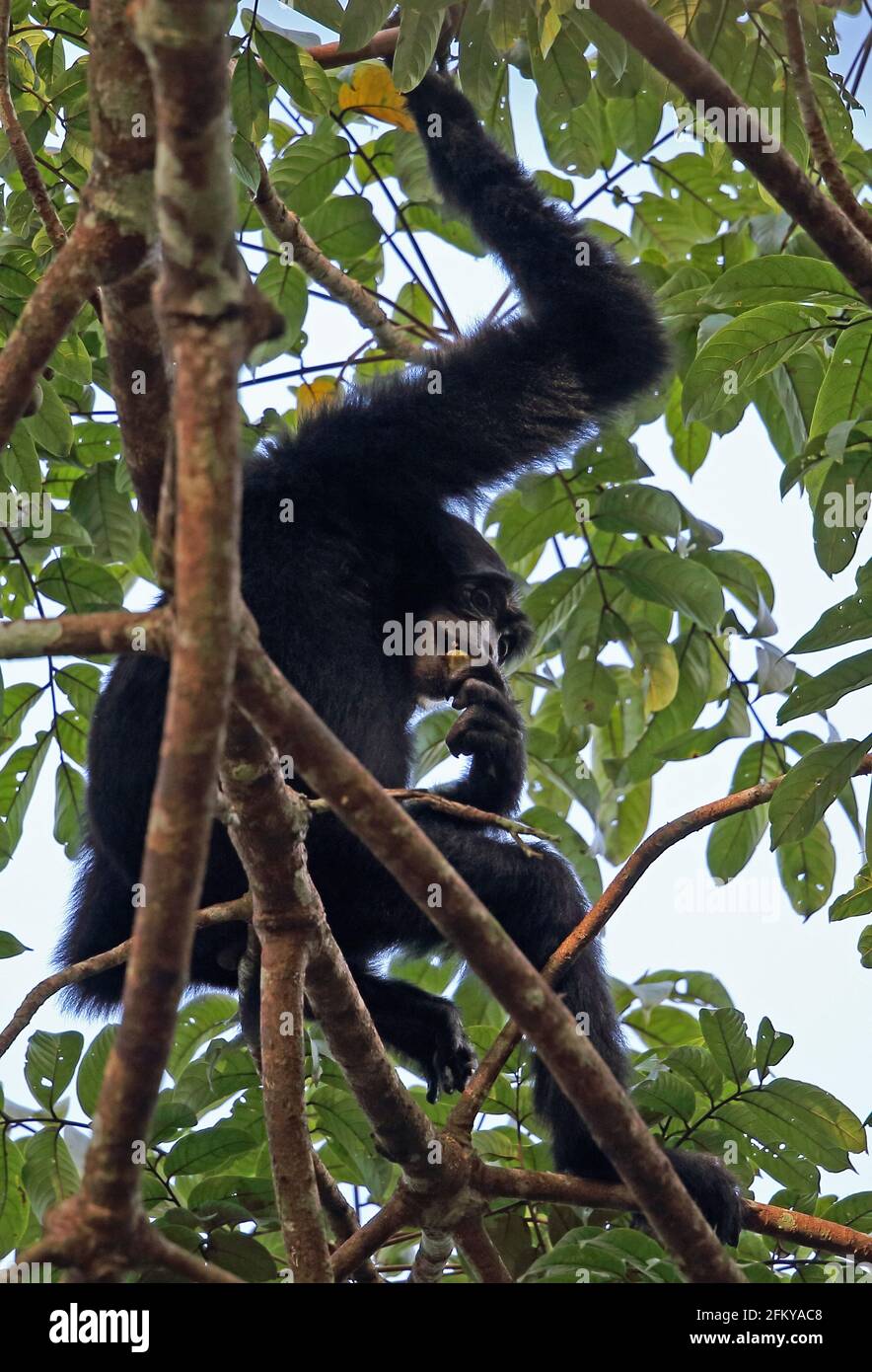 Siamang (Symphonangus syndactylus) Erwachsener in Baum essen Frucht Weg Kambas NP, Sumatra, Indonesien Juni Stockfoto