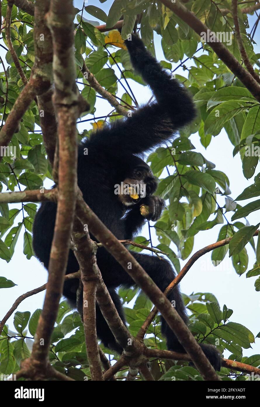 Siamang (Symphonangus syndactylus) Erwachsener in Baum essen Frucht Weg Kambas NP, Sumatra, Indonesien Juni Stockfoto
