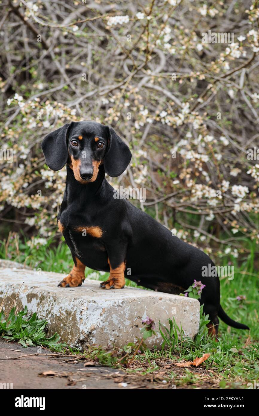 Kaninchen Dachshund teen Gesicht Portrait close up. Hund schaut vorsichtig voraus und posiert wunderschön. Standard glatter Dackel in schwarz-brauner Farbe Stockfoto
