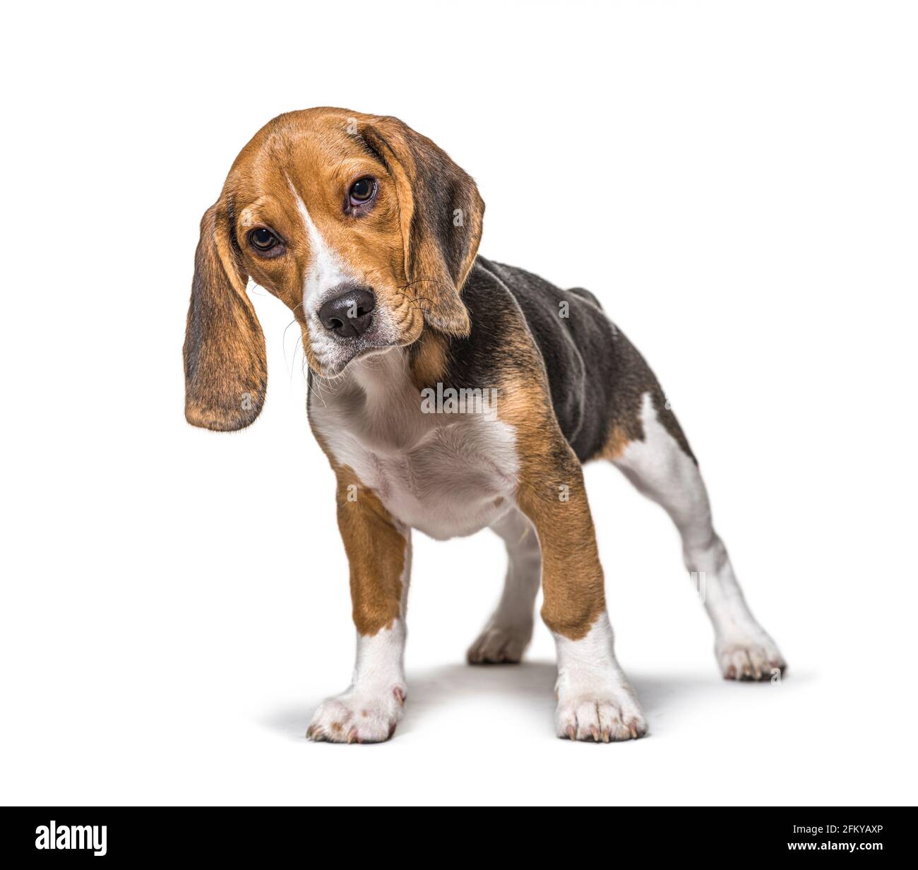 Junger, drei Monate alter Beagle-Hund, der isoliert vor dem Hotel steht Stockfoto