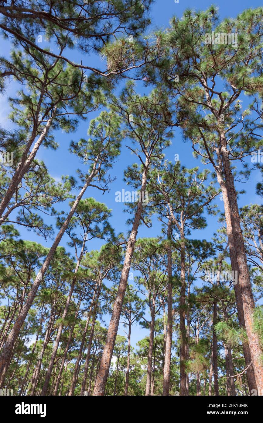 South Florida / Southern Slash Pine Trees (Pinus iottii) in Caloosa Park, Boynton Beach, Palm Beach County, Florida. Stockfoto