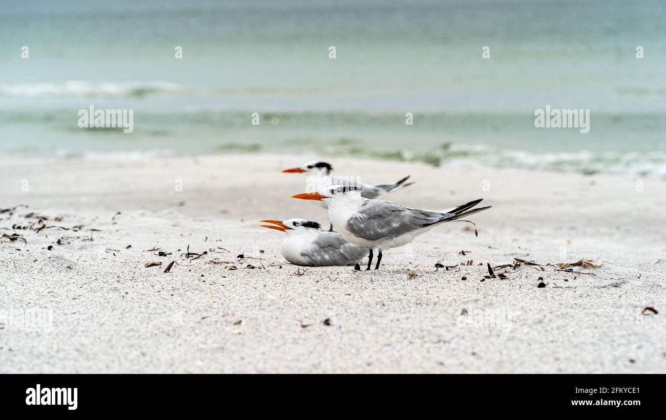 Schar von Königlichen Terns, die im Flug an der Küste stehen Stockfoto