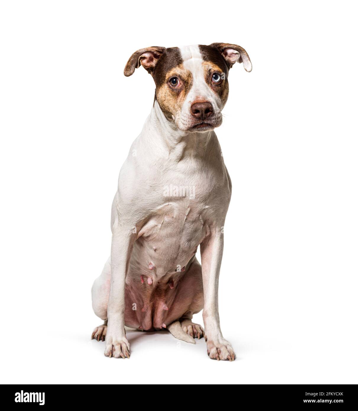 Ungeraden-Augen-Mischlingshund, sitzend Stockfoto