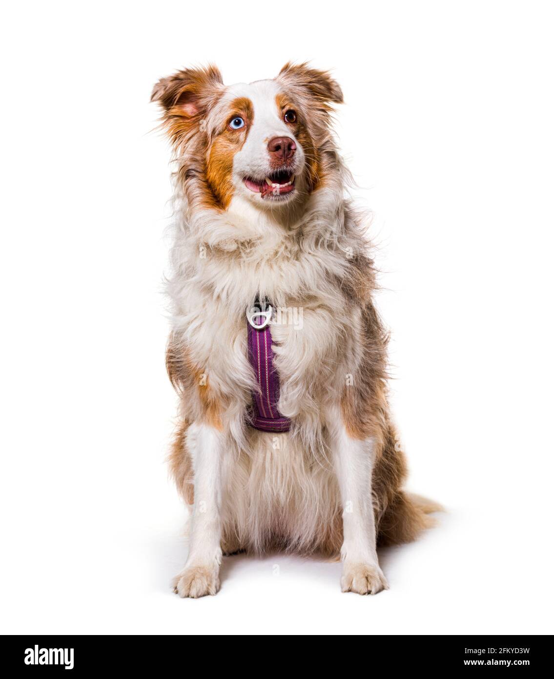 Hund trägt geschirr Ausgeschnittene Stockfotos und -bilder - Alamy