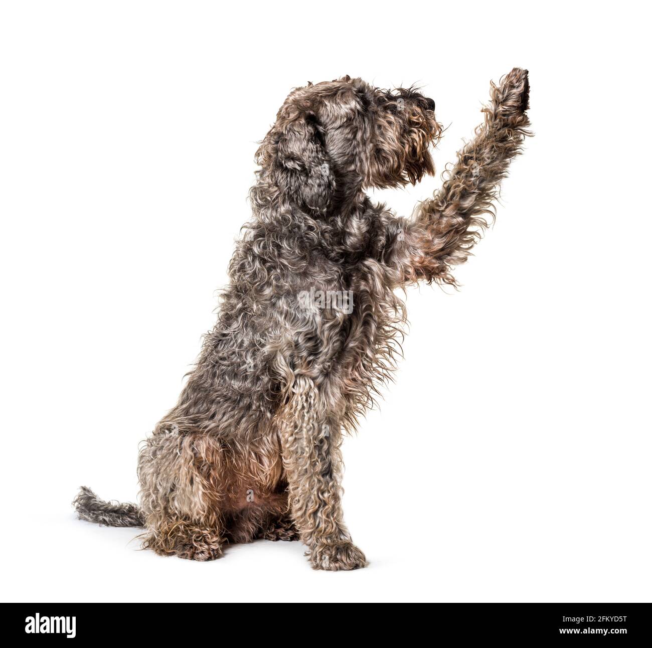 Shaggy Mischlingshund pflügt auf Stockfoto
